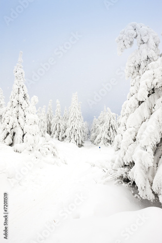 winter landscape, Orlicke Mountains, Czech Republic