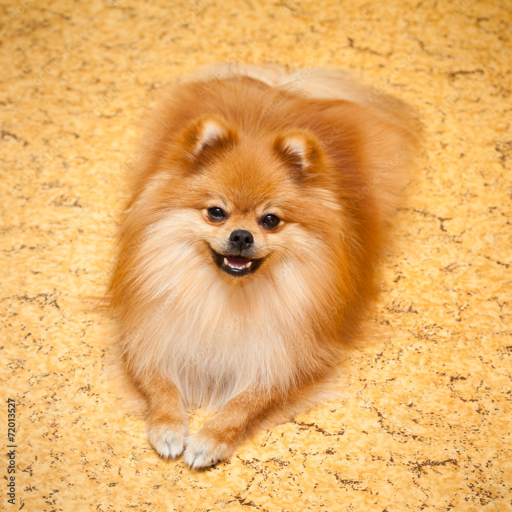 red dog breed Spitz lying on the floor red dog breed Spitz lying on the floor
