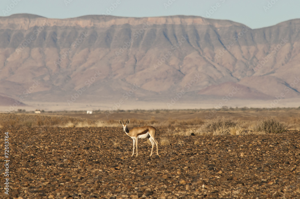 Naklejka premium Springbock, Namib-Naukluft-Park, Namibia, Afrika