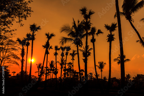 Silhouettes of Coconut tree in the sunset