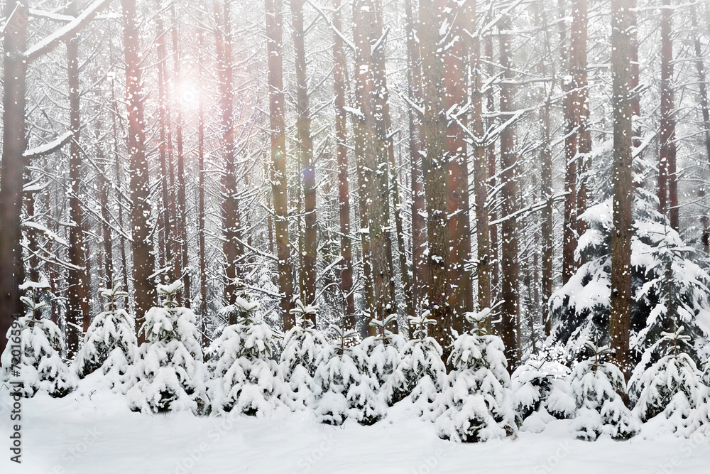 Fototapeta premium Winter. Snowfall.