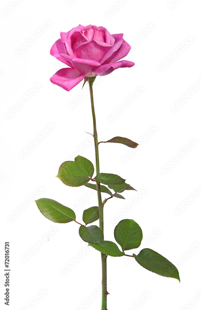 Obraz premium rose