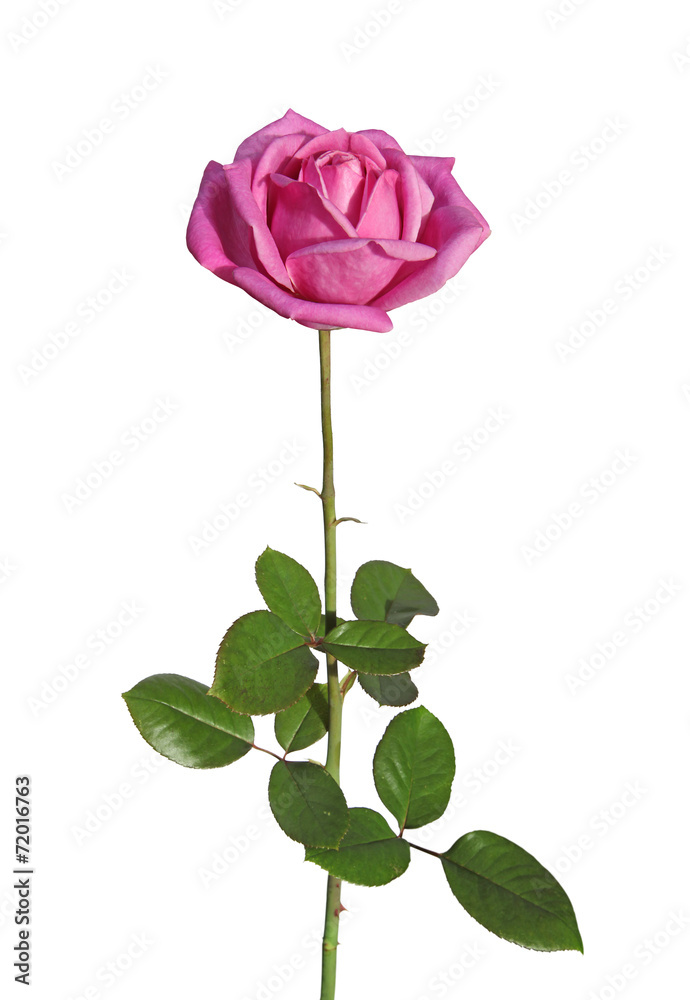 Obraz premium rose