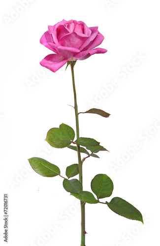 Fototapeta Naklejka Na Ścianę i Meble -  rose