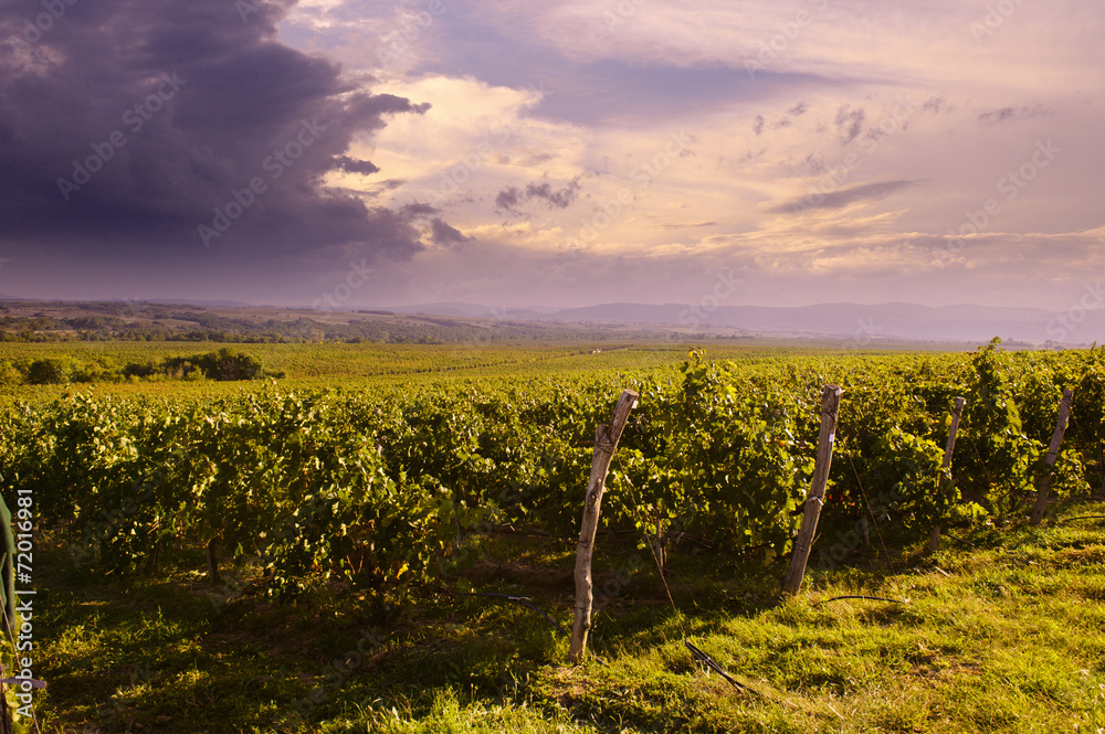 Beautiful vineyard with stormy sky