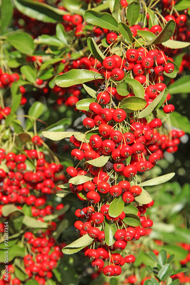 pyracantha