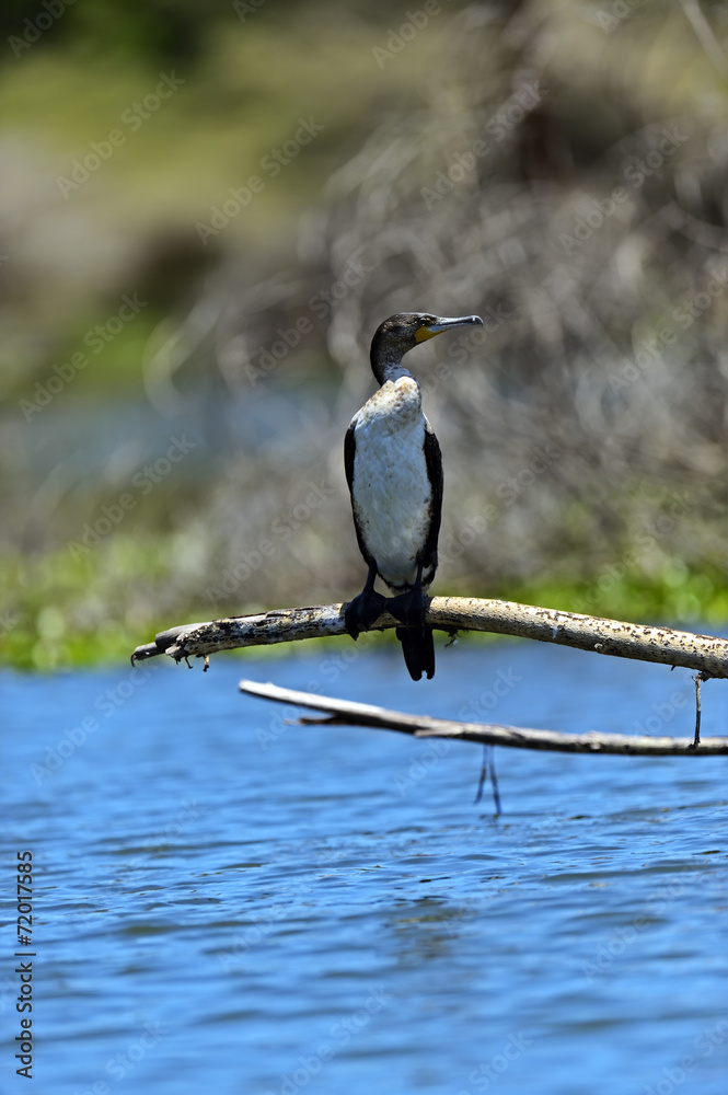 Obraz premium Darter