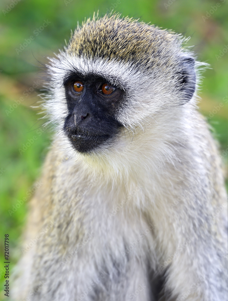 Vervet monkey Vervet monkey