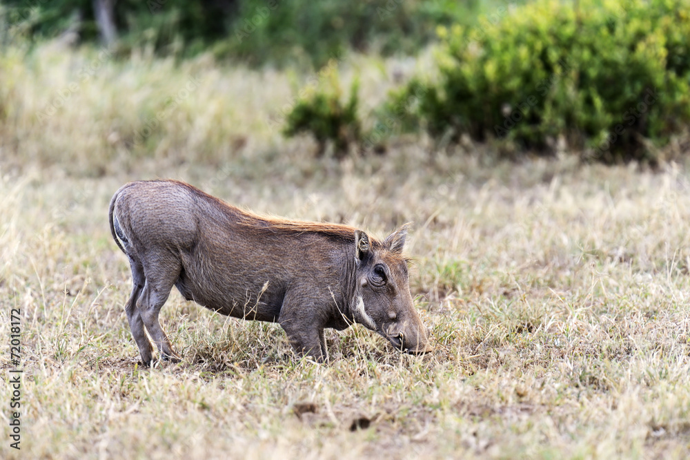 African warthog African warthog