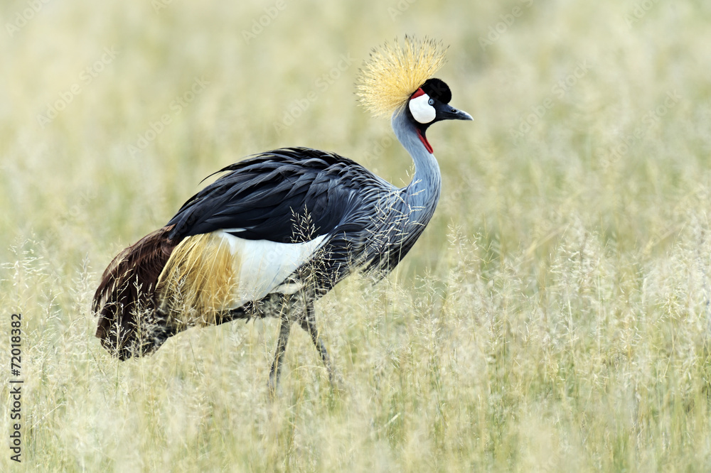 Fototapeta premium Crowned Crane