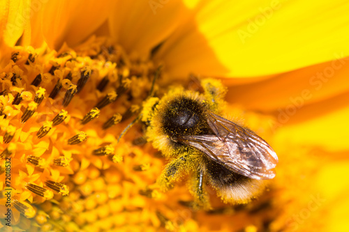 Bee on a sunflower © Leszek Kobusinski