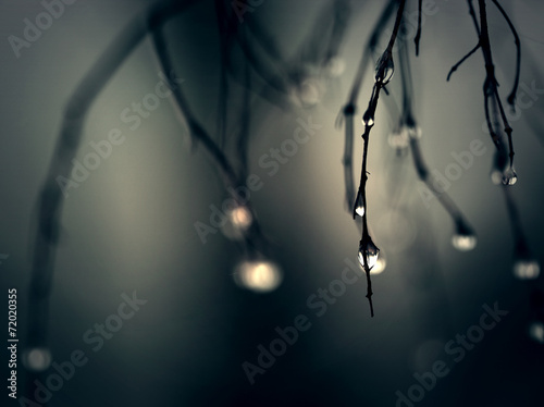 Rain drops on branch
