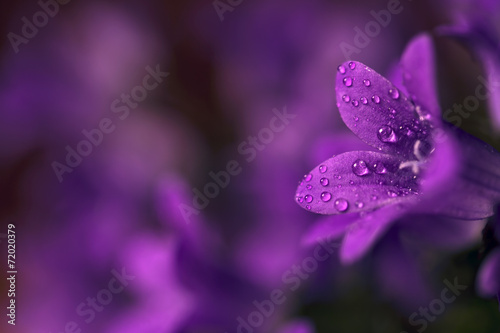 Wet purple flower