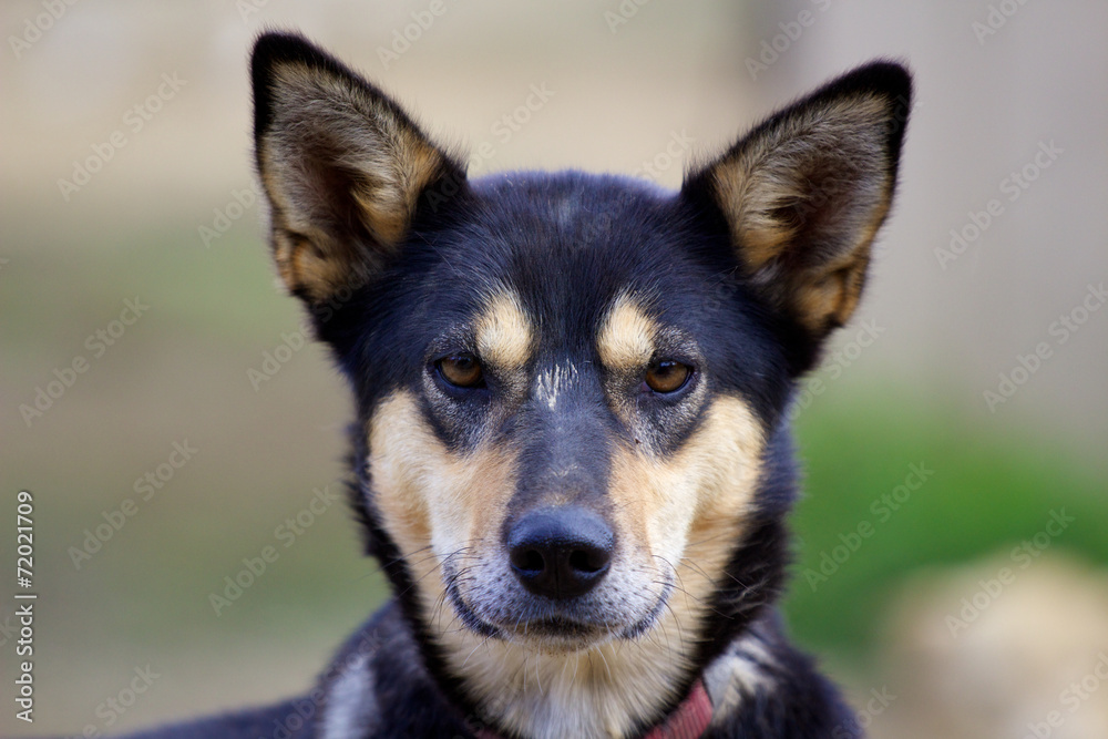 Head of Alaskan husky with ears pricked up