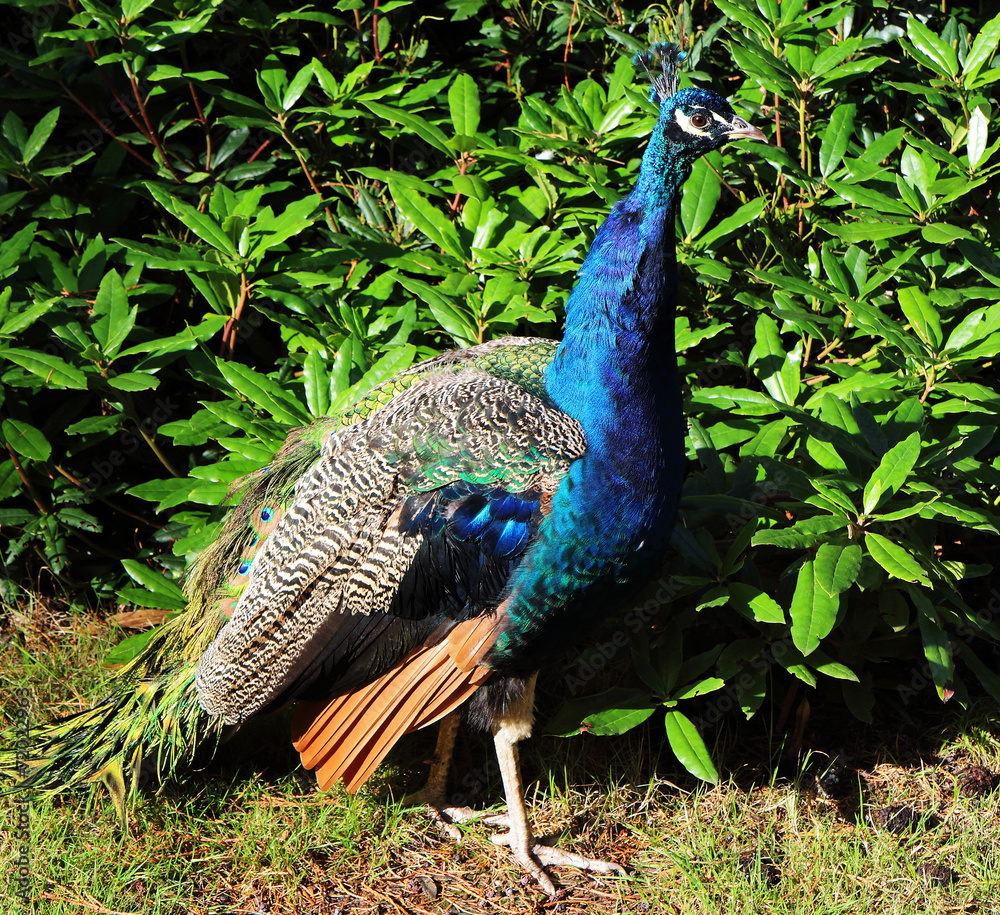 Obraz premium Colourful Peacock by a Rhododendron bush