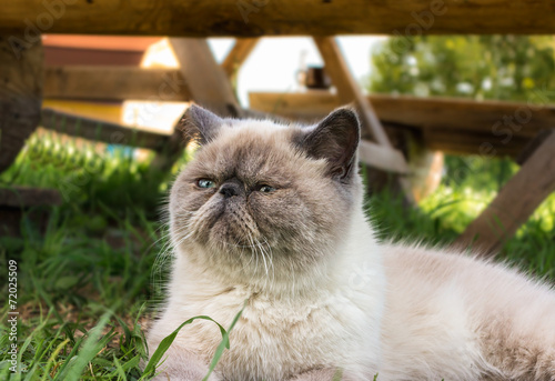 Quadro em tela Exotic Shorthair  cat on nature.