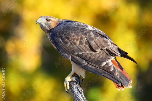 Red-tailed hawk sitting on a stick