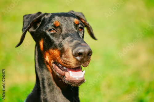 Fényképezés Close Up Black Doberman Dog On Green Grass Background
