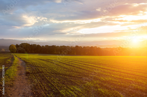 Sunset over the field