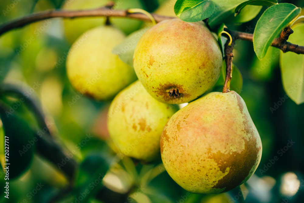 Fresh Green Pears On Pear Tree Branch, Bunch Fresh Green Pears On Pear Tree Branch, Bunch