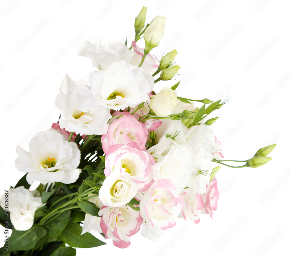 Beautiful eustoma flowers, isolated on white Beautiful eustoma flowers, isolated on white