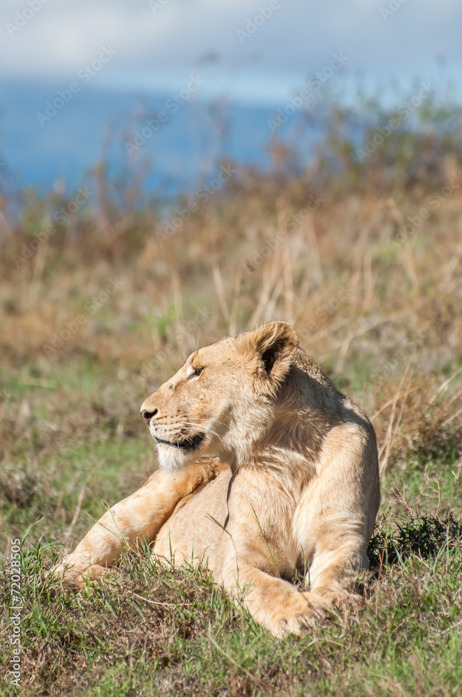 Lioness Lioness