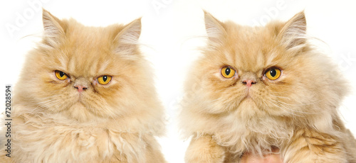 Persian cat