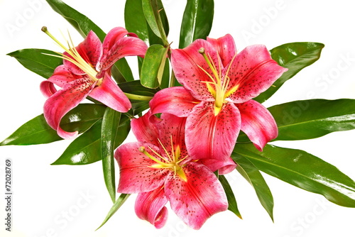 Beautiful pink flowers of lily