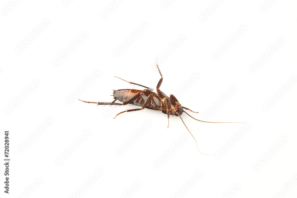Dead cockroach isolated on a white