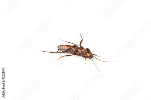 Dead cockroach isolated on a white