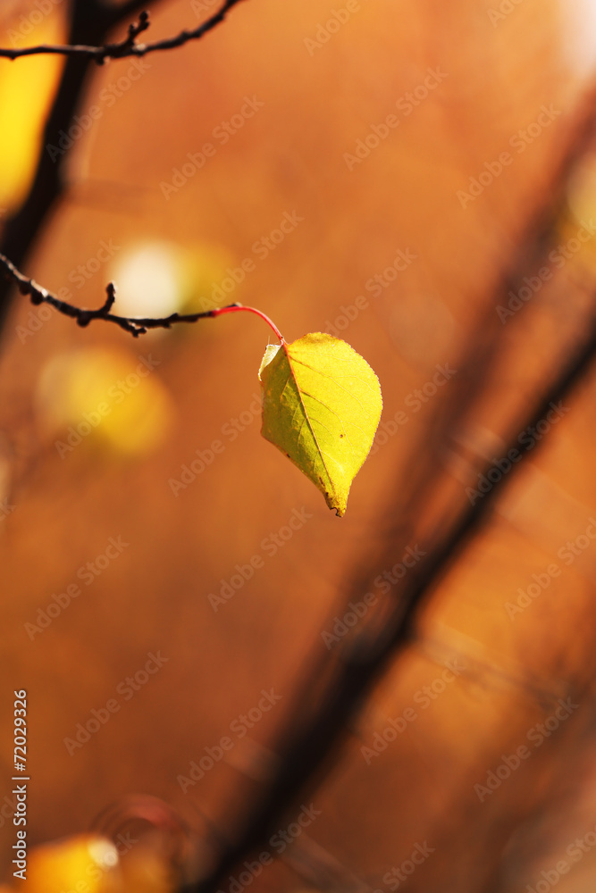 Obraz premium Beautiful autumn leaf