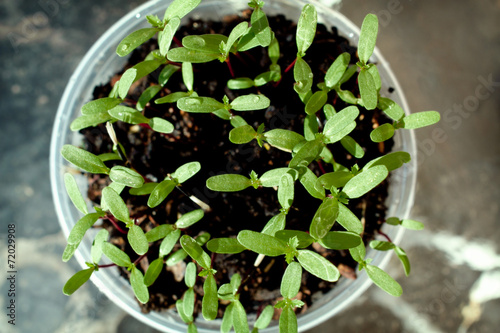 Marigold Seedlings