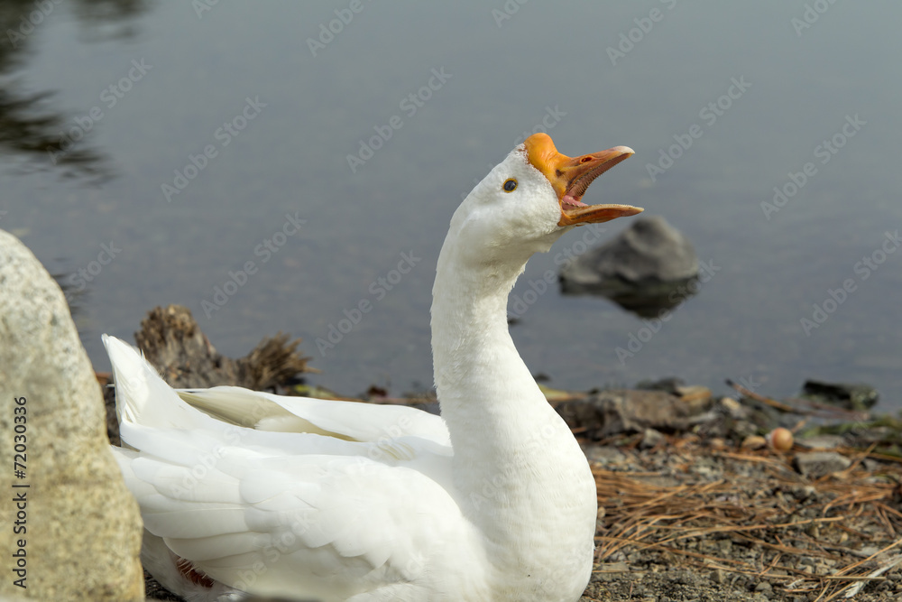 Swan sounding off. Swan sounding off.