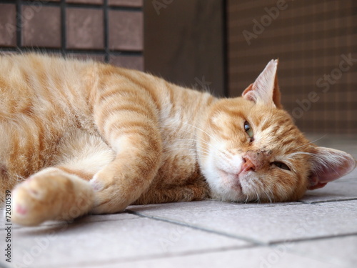 床に寝転がる茶トラ猫