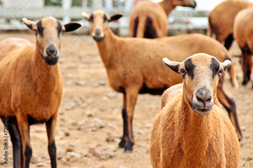 Barbado Blackbelly Sheep focusing the attention photo