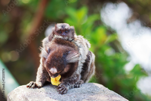 The common marmoset  White-eared female monkey eating banana wit