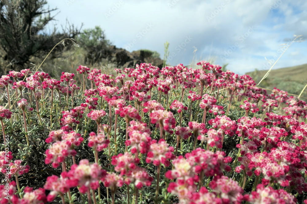 Thyme Buckwheat Flowers