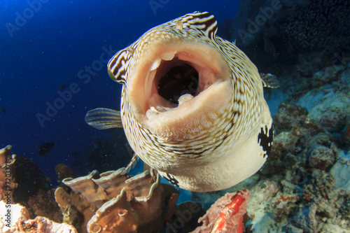 Puffer Fish