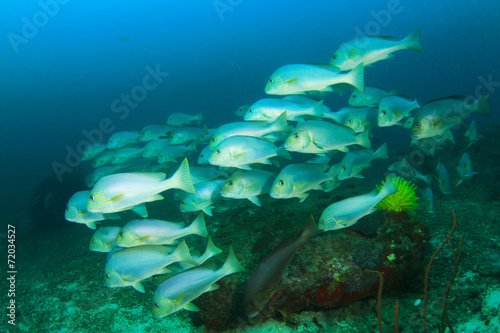 Sweetlips fish school