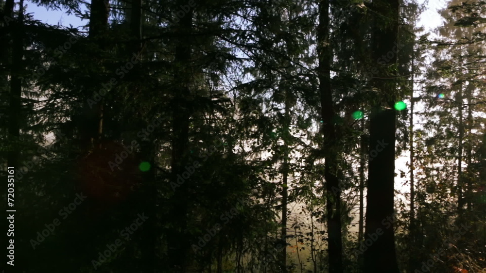Bright Sun in the Dense Forest Bright Sun in the Dense Forest