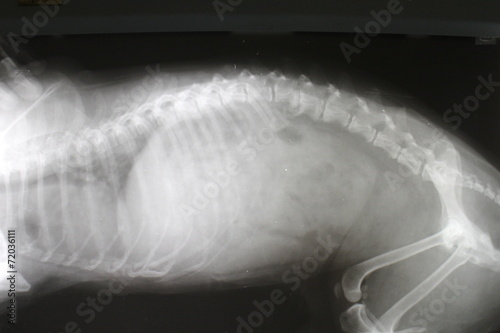 Fototapeta Naklejka Na Ścianę i Meble -  Spondylopathia - deformity of lumbar spine by dog