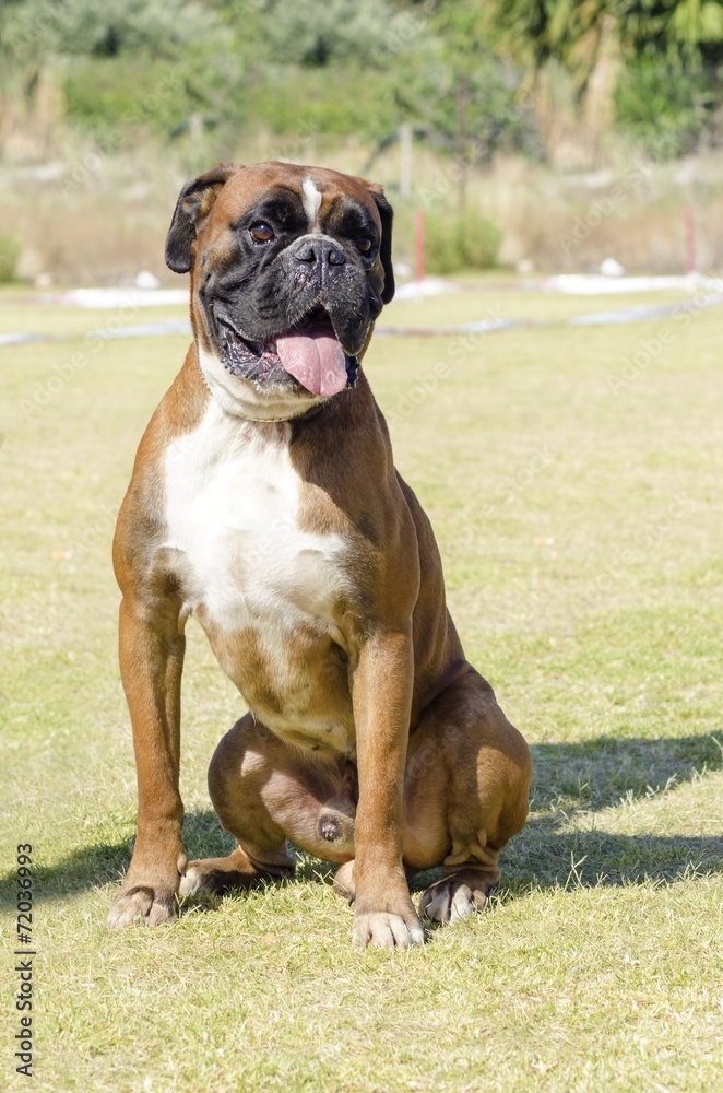 Boxer dog