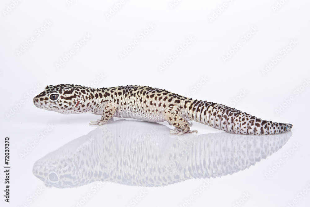 Naklejka premium Leopard Gecko on white background