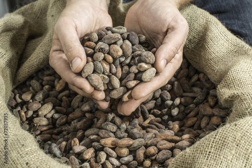 Hand holds cocoa beans photo