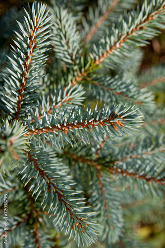 Fir twigs.