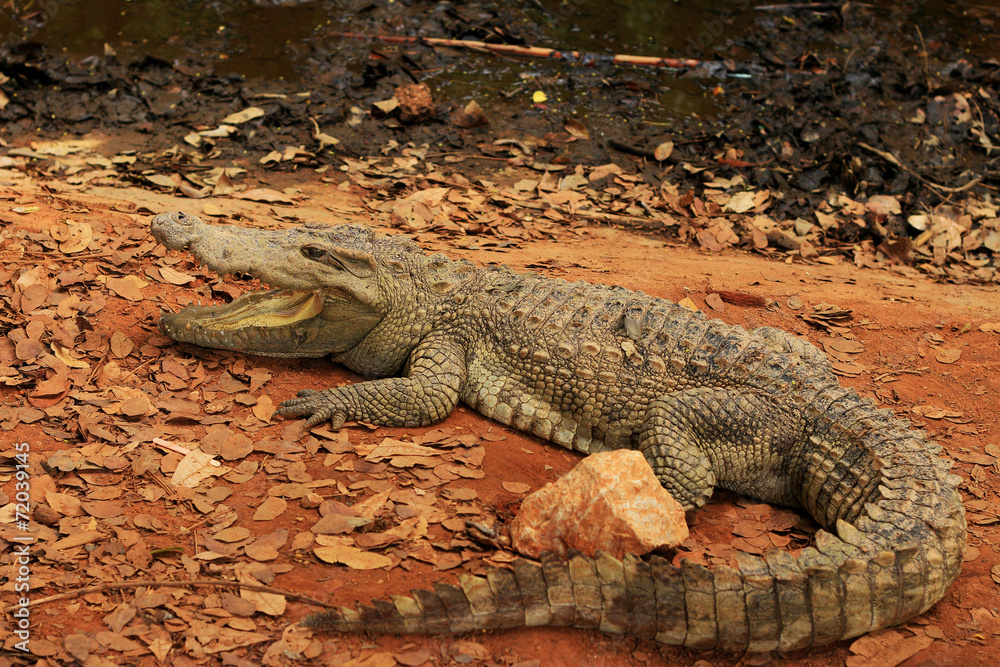 Crocodile in the nature Crocodile in the nature
