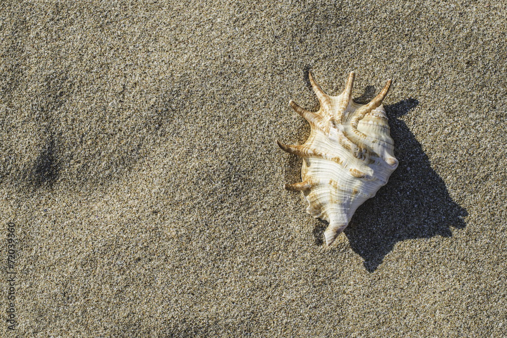 Shells on the beach Shells on the beach