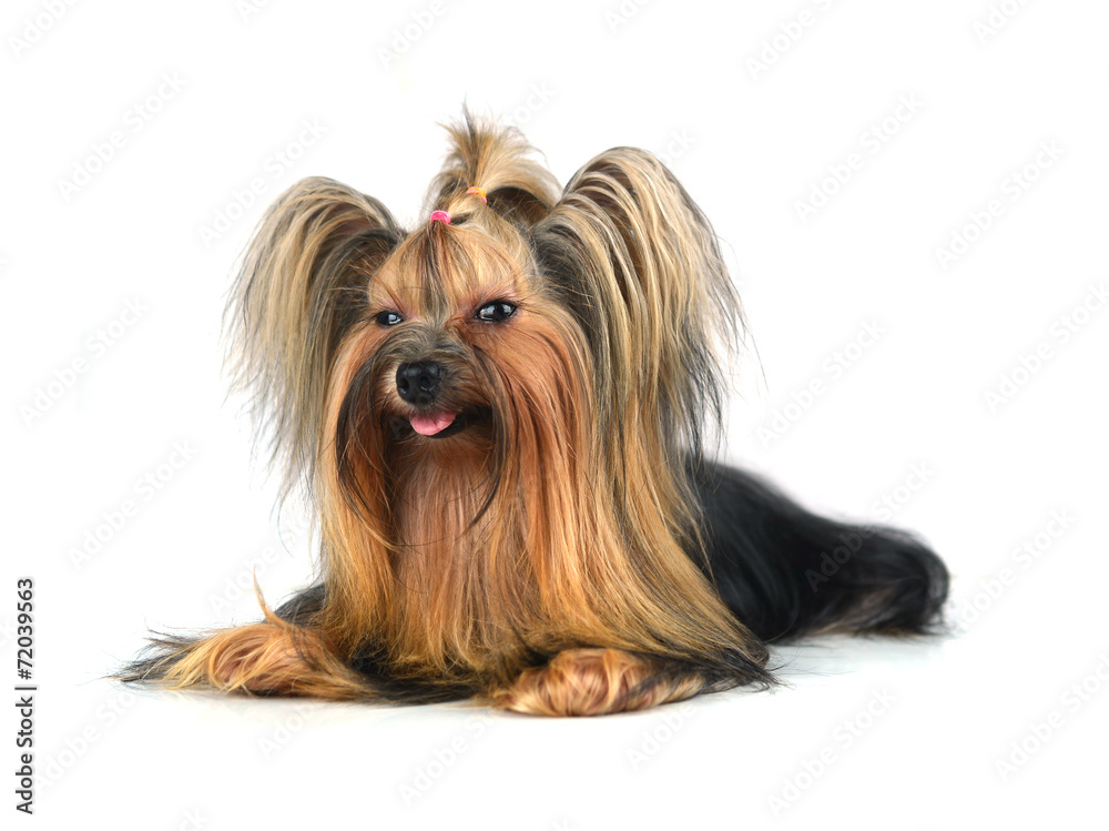 yorkshire terrier isolated on white yorkshire terrier isolated on white