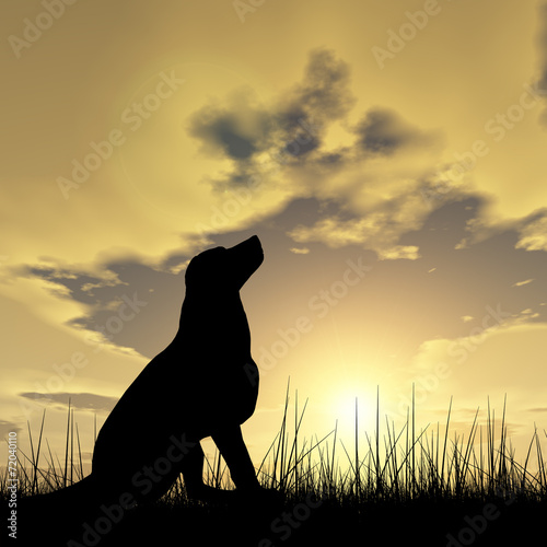 Dog silhouette in grass at sunset