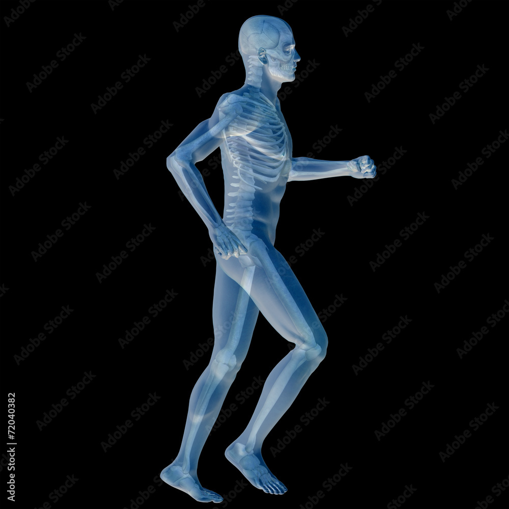 3D human male anatomy isolated 3D human male anatomy isolated